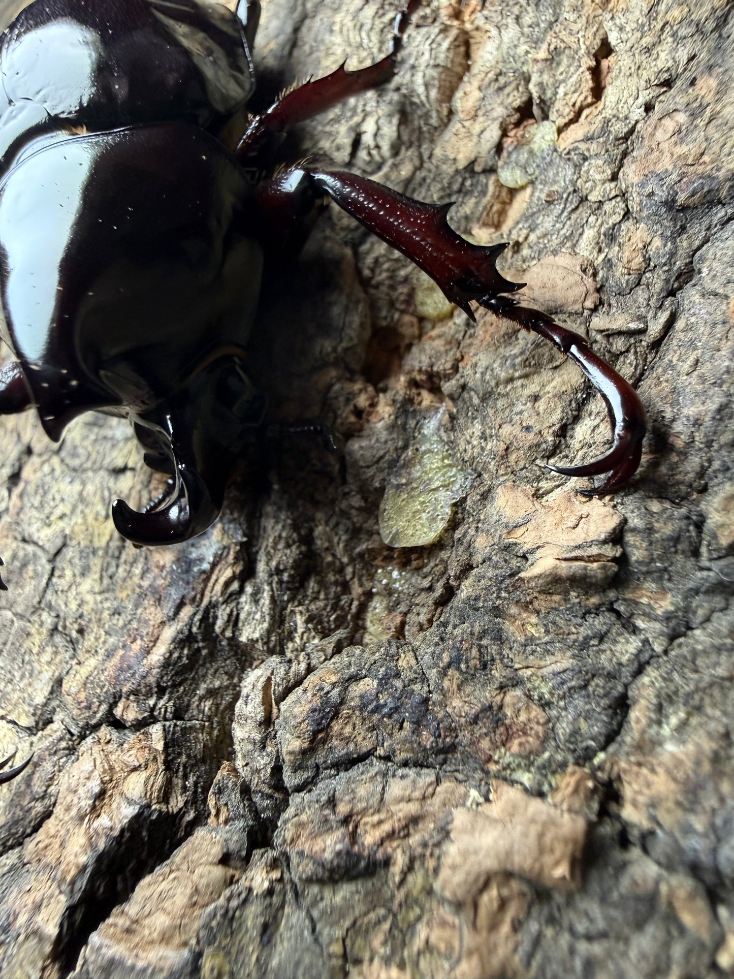 Xylotrupes pachycera Adults
