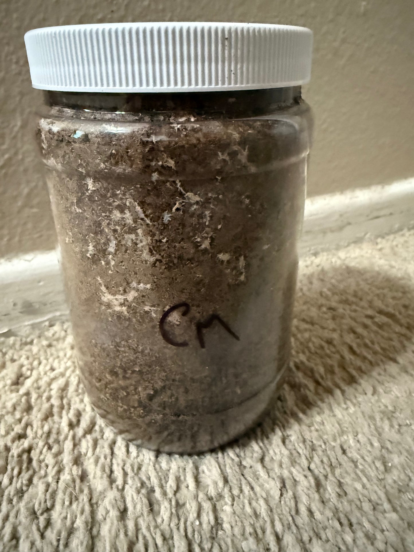 Cyclommatus metallifer finae L3 MALE in 32oz Container