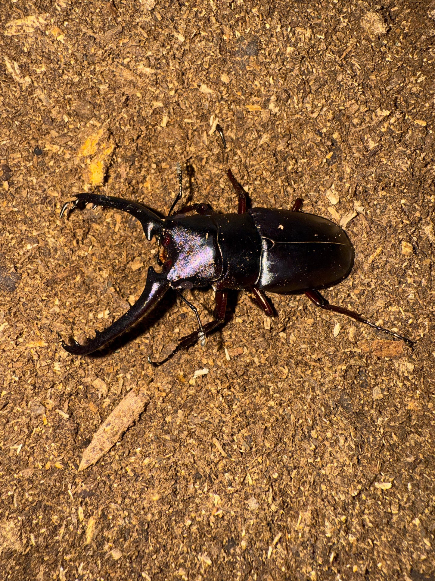 ADULT PGK MALE