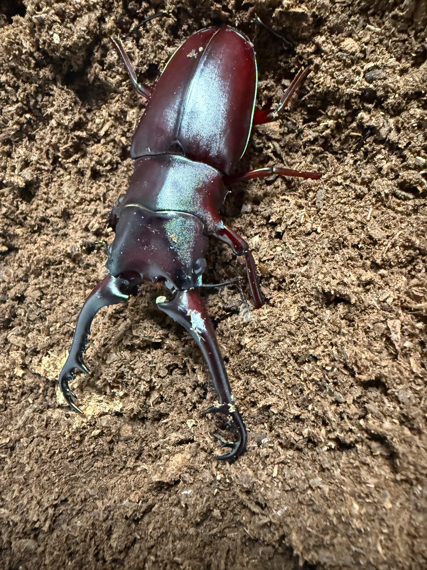 ADULT PGK MALE