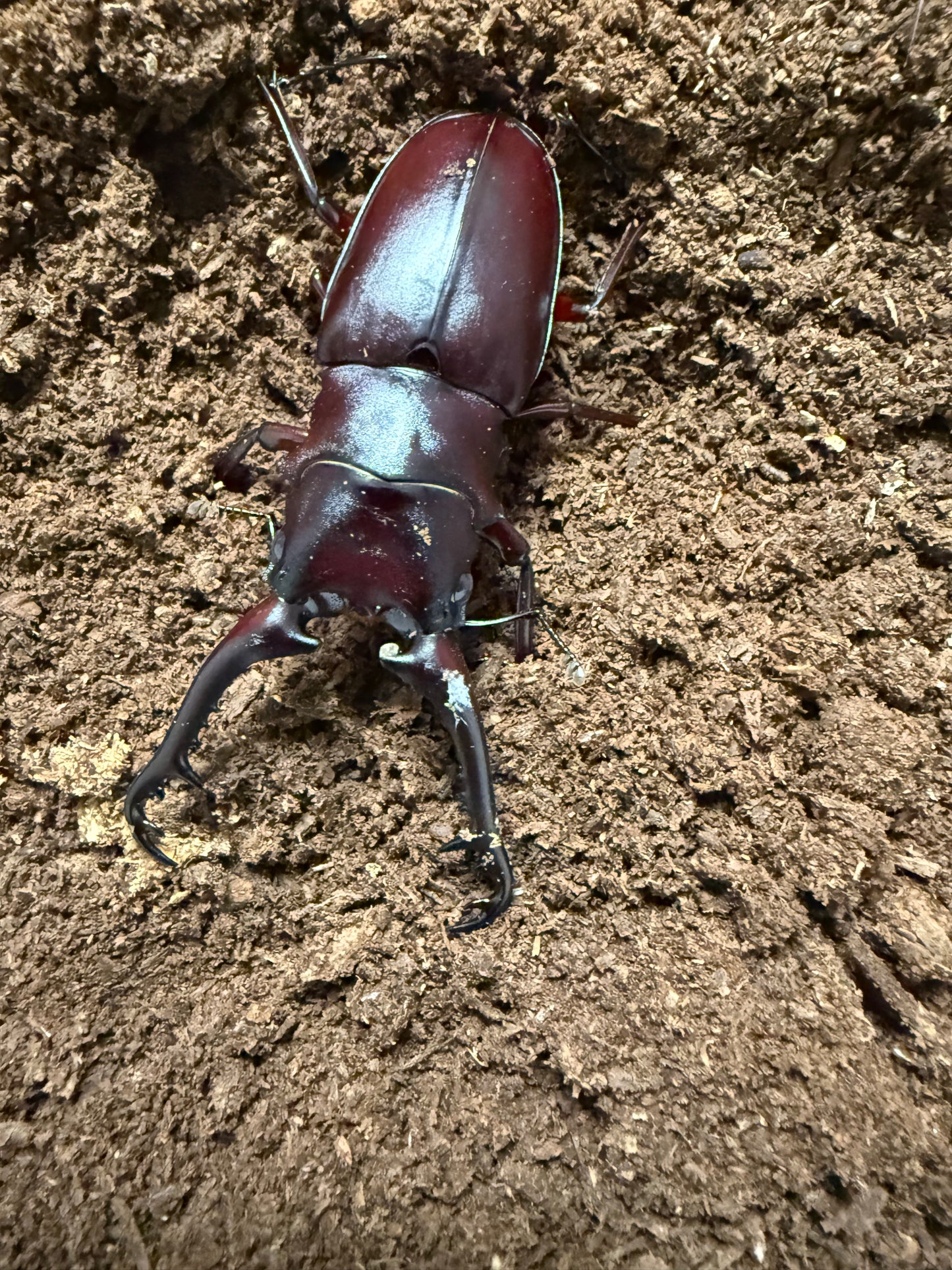ADULT PGK MALE