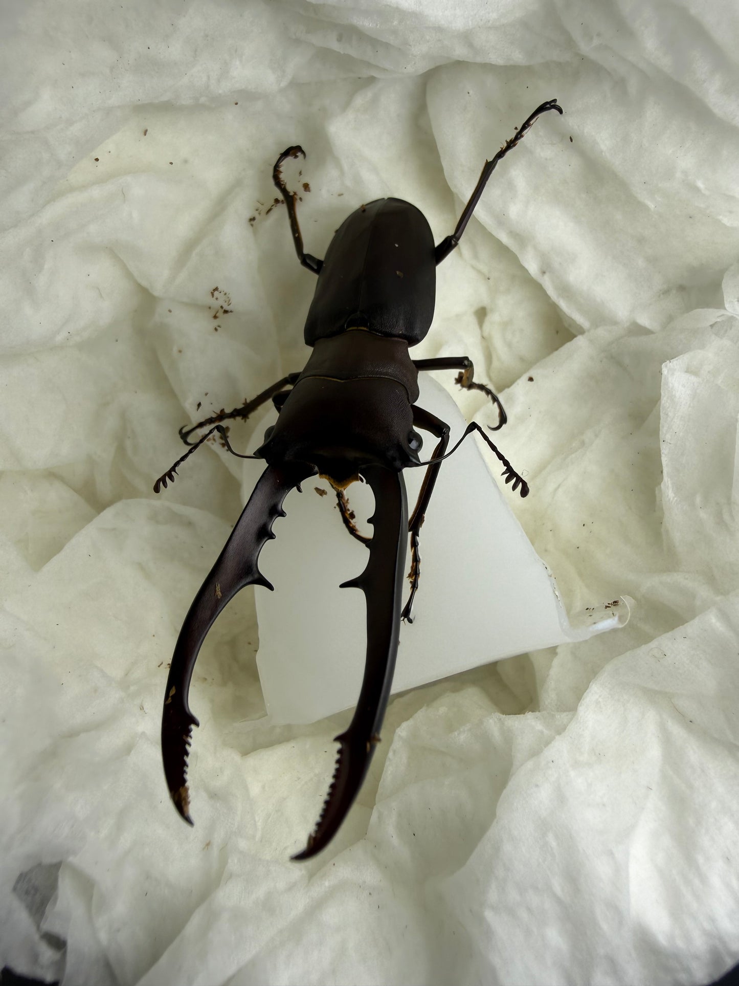 Quick Sale #5 Cyclommatus Metallifer Finae Adult Male