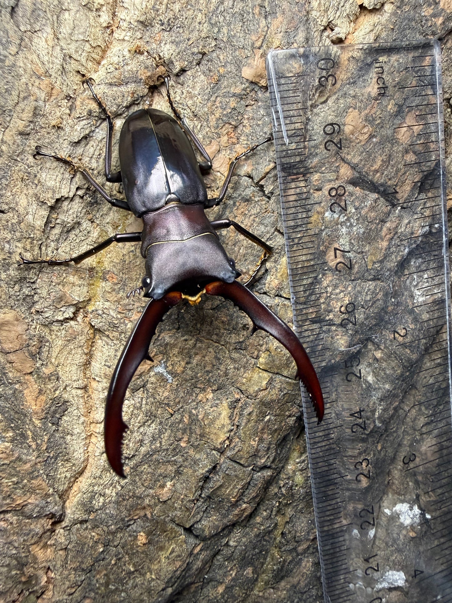 Cyclommatus Metallifer Finae pair #8