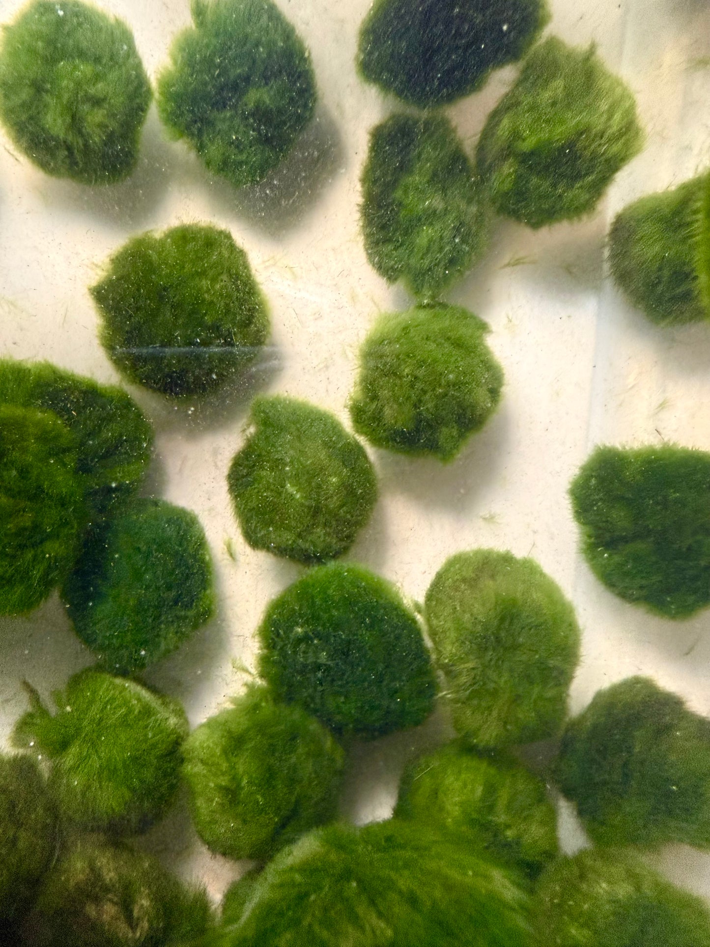 3x AQUARIUM MARIMO MOSS BALLS 1.25-1.75inch DIAMETER FREE SHIPPING