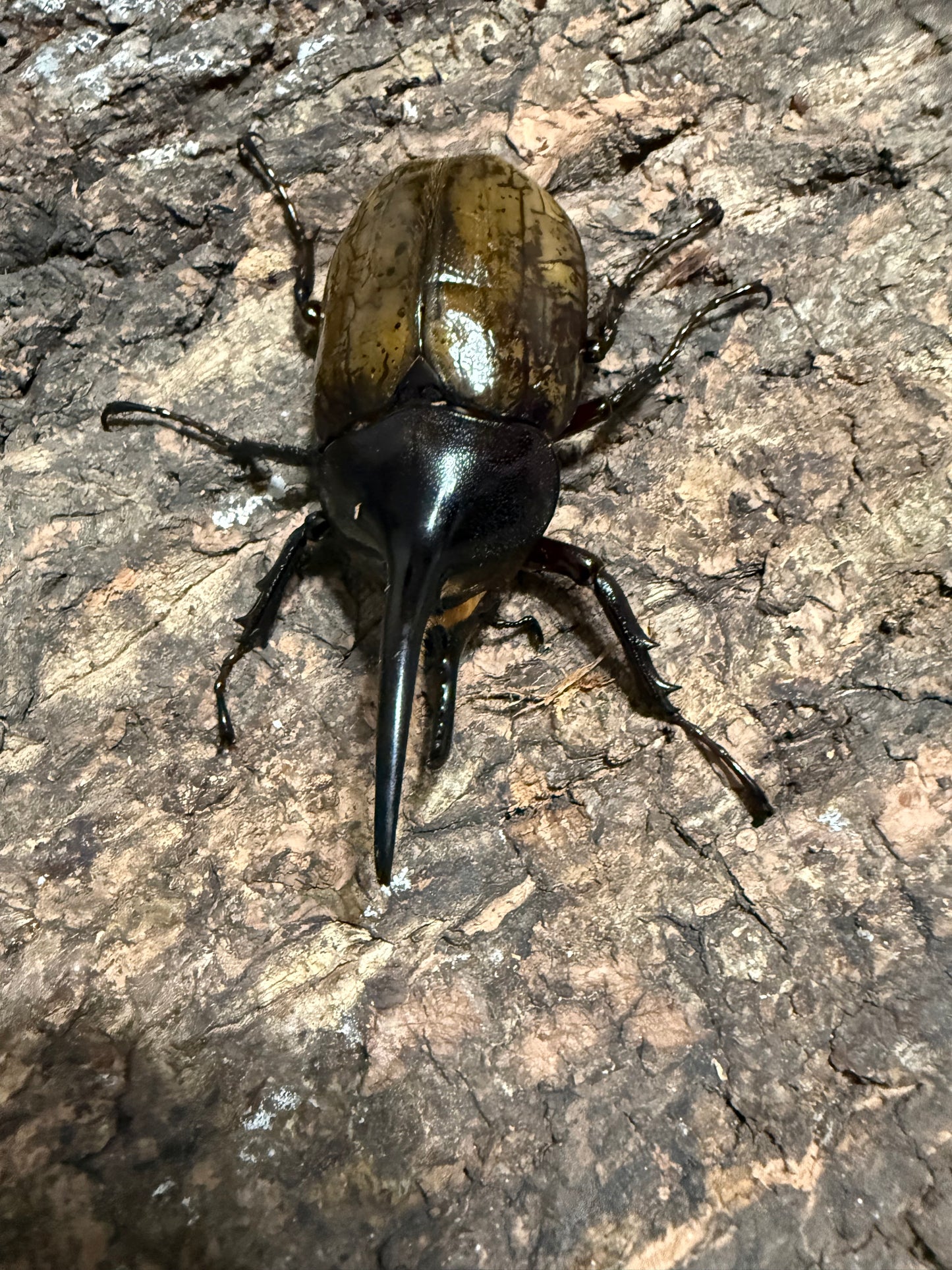 Dynastes Hercules Hercules Adult Male