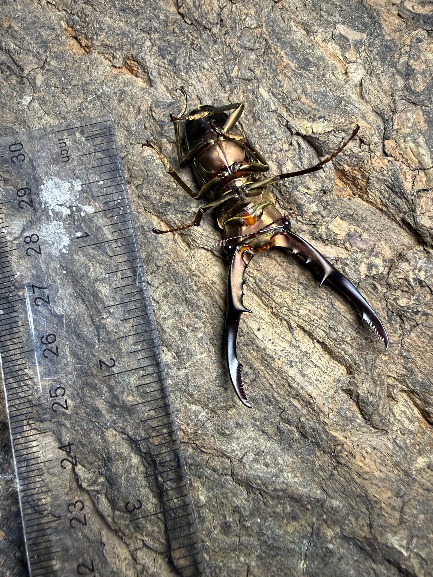 Cyclommatus Metallifer Finae pair #5