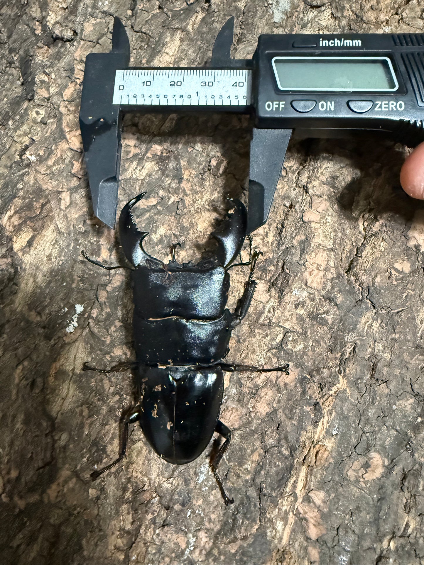 Dorcus titanus yasuokai Adult Male
