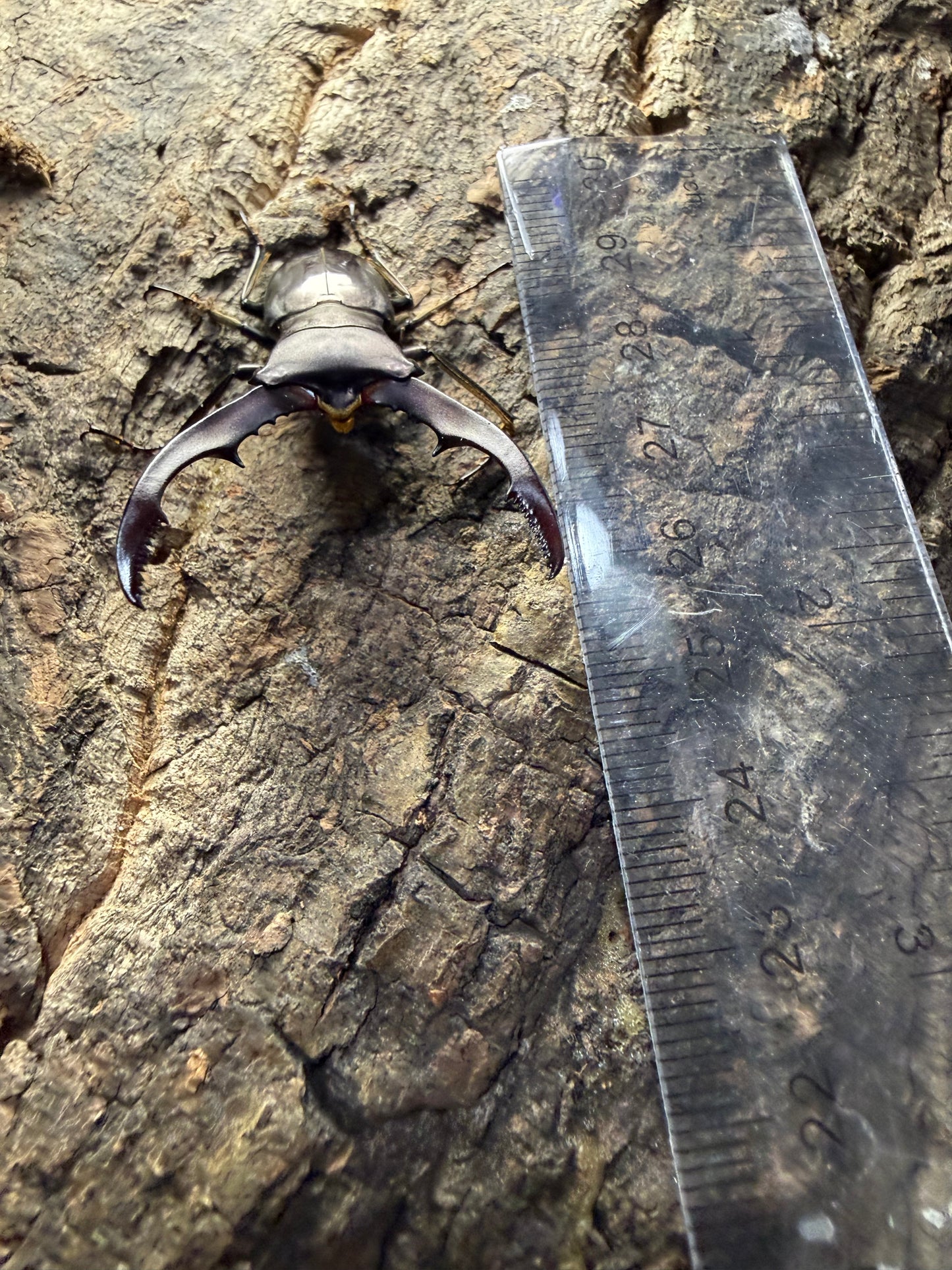Cyclommatus Metallifer Finae pair #8