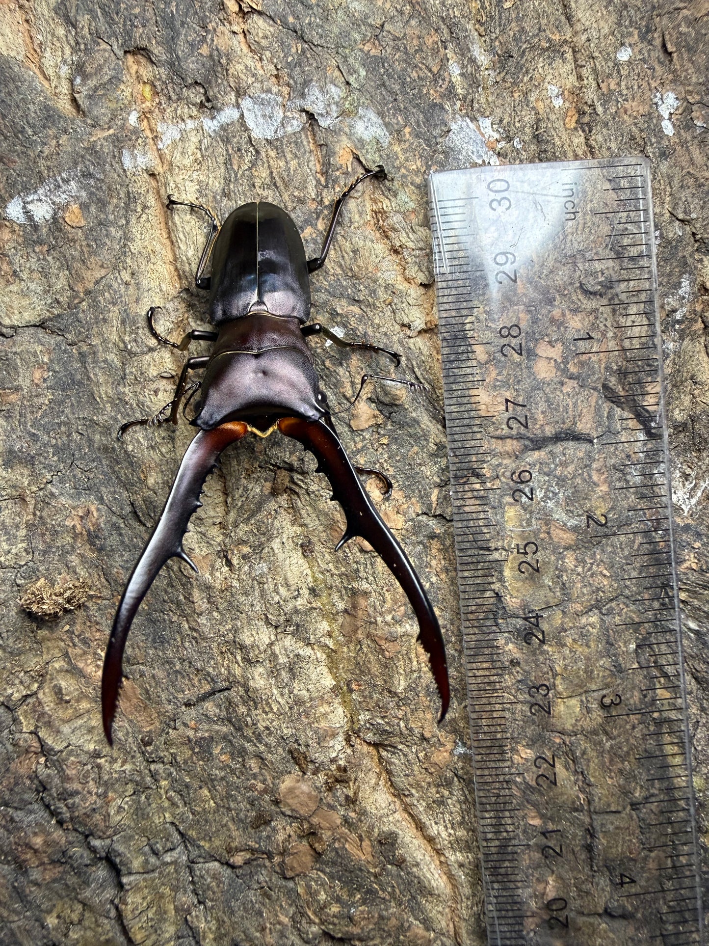 Cyclommatus Metallifer Finae pair #9