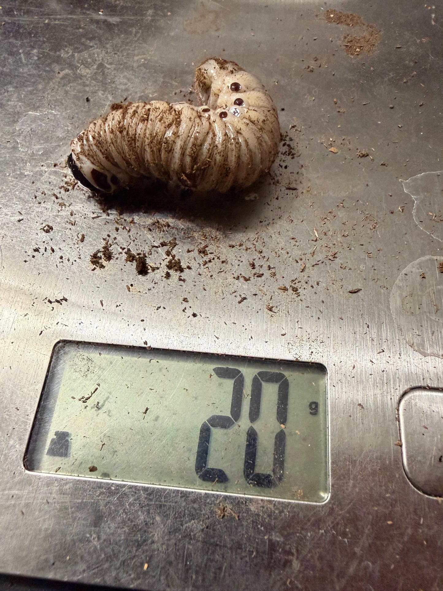 Goliathus Regius L3 #3