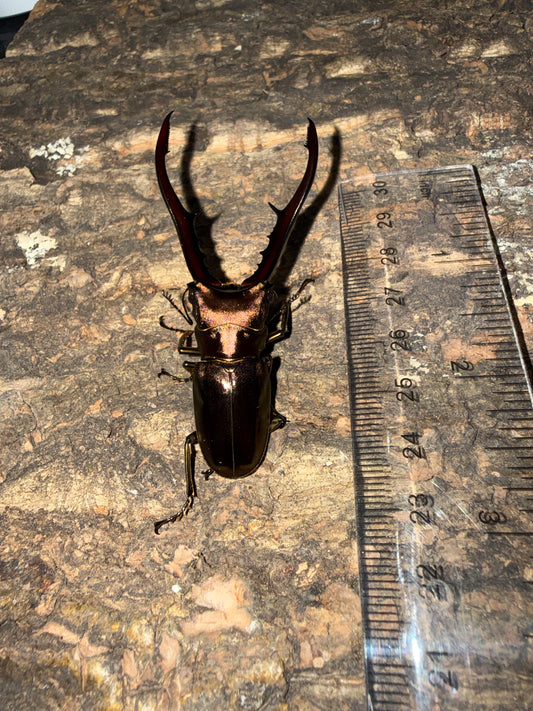 Cyclommatus Metallifer Finae pair #2
