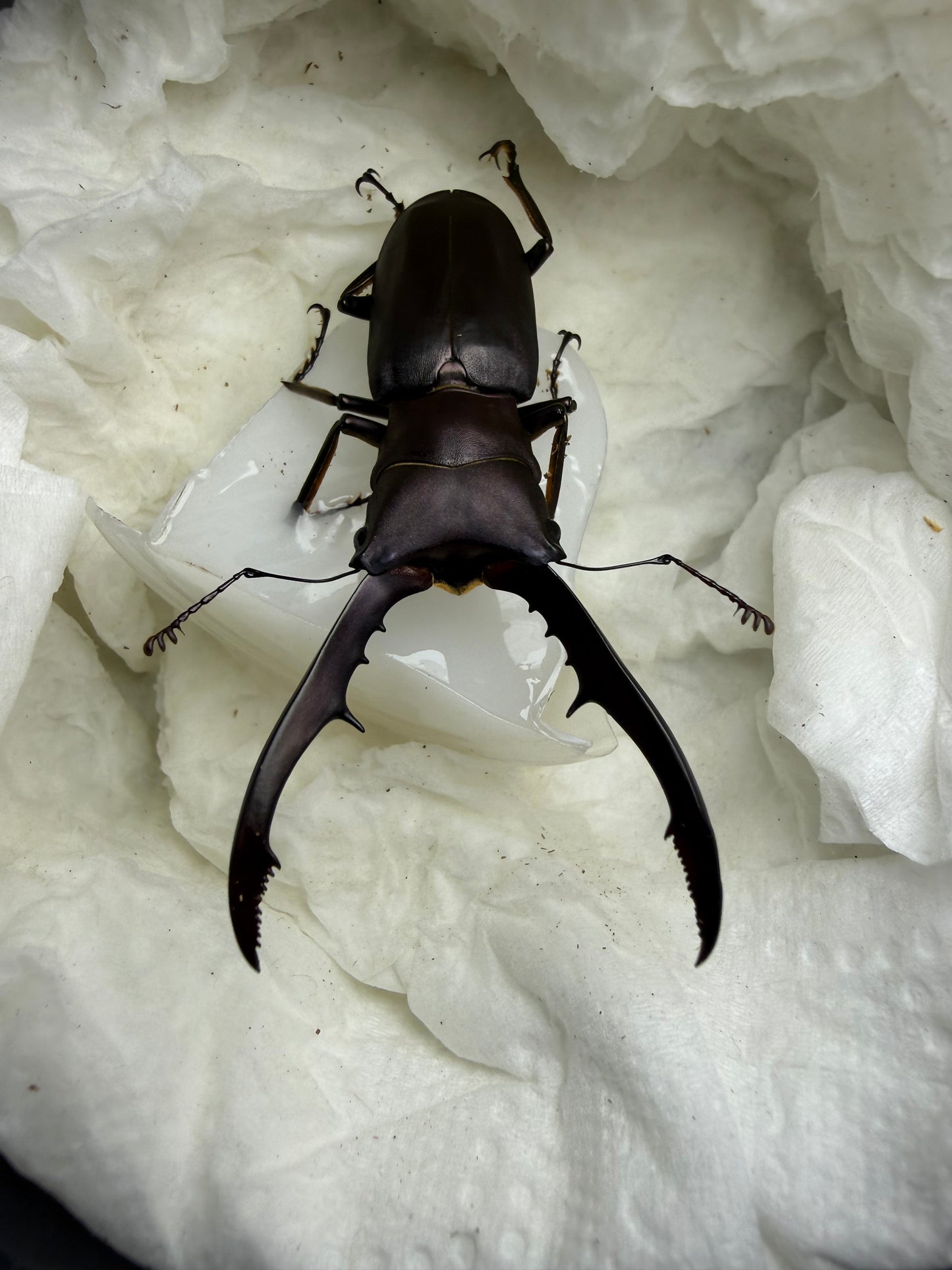 Quick Sale #7 Cyclommatus Metallifer Finae Adult Male
