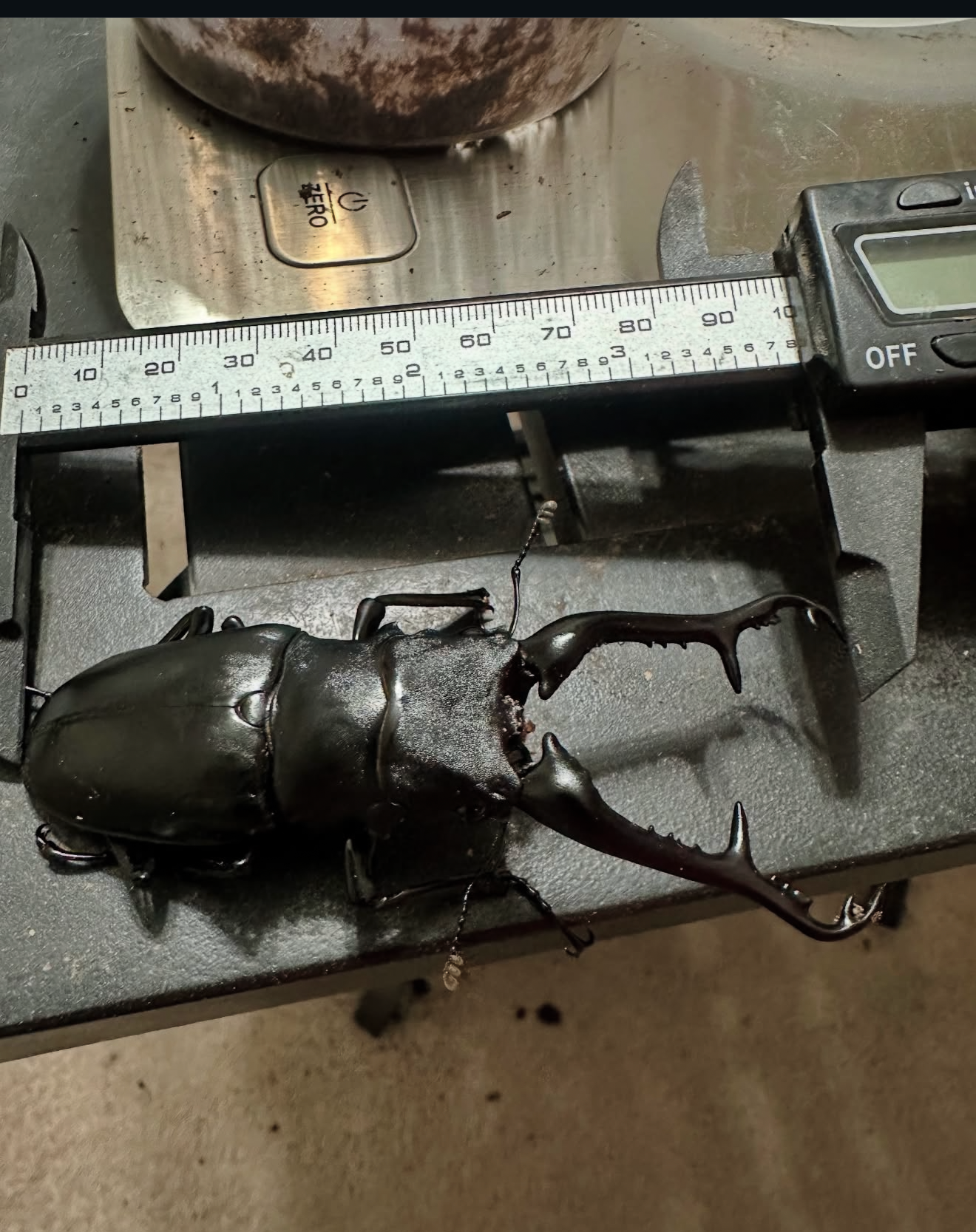 Prosopocoilus giraffa keisukei Larvae