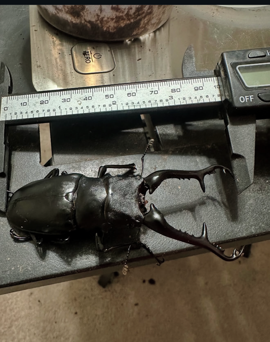 Prosopocoilus giraffa keisukei Larvae