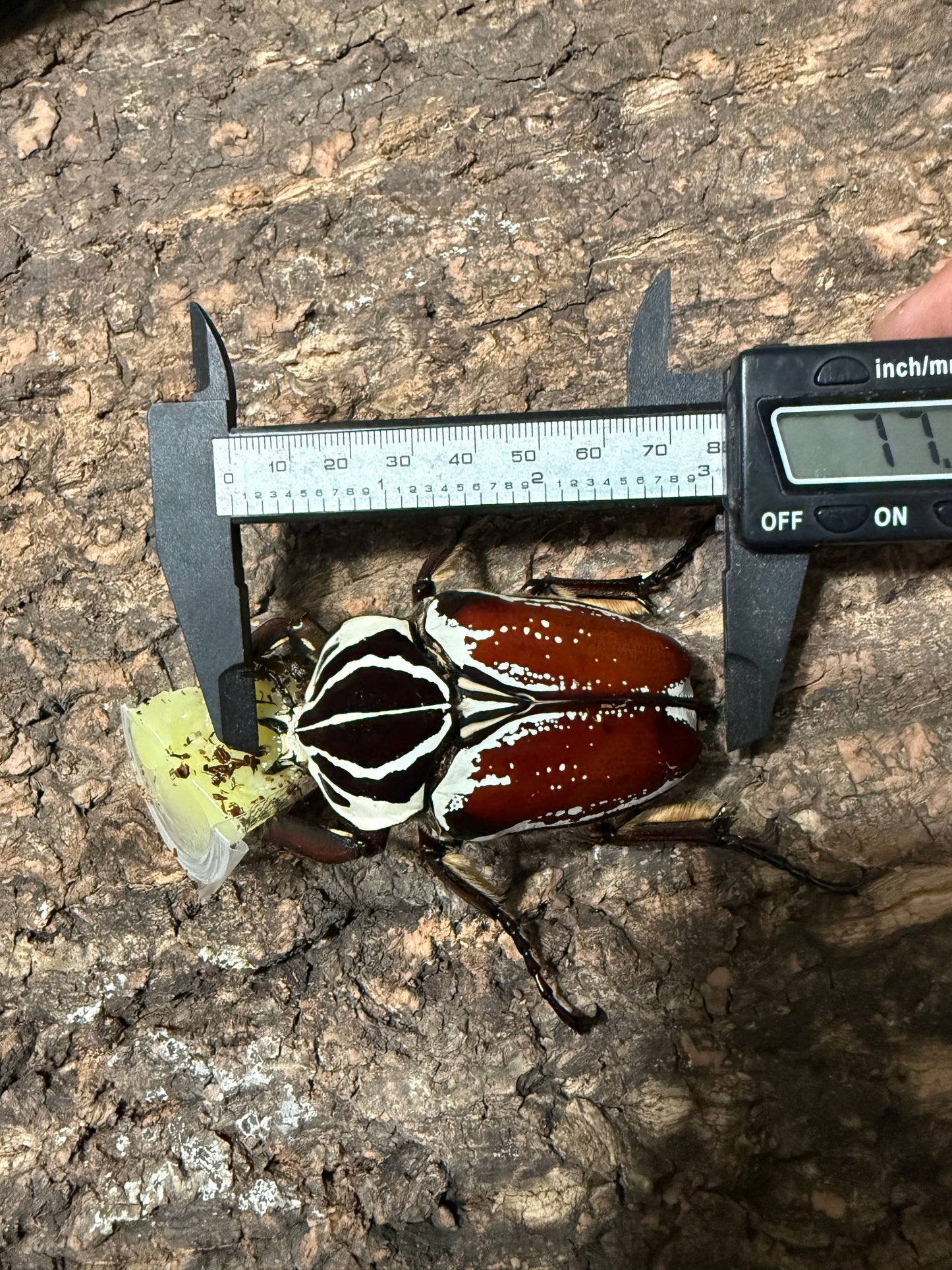 77mm Goliathus Goliatus Adult Male