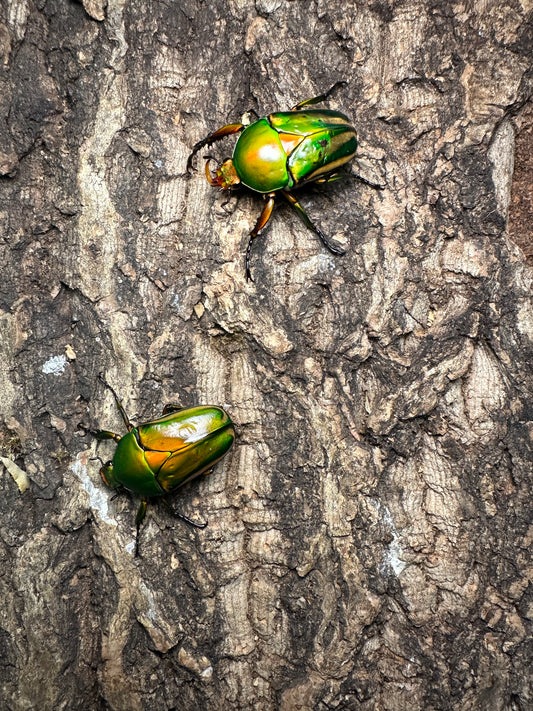 Eudicella schultzeorum pseudowoermanni Adult Pair