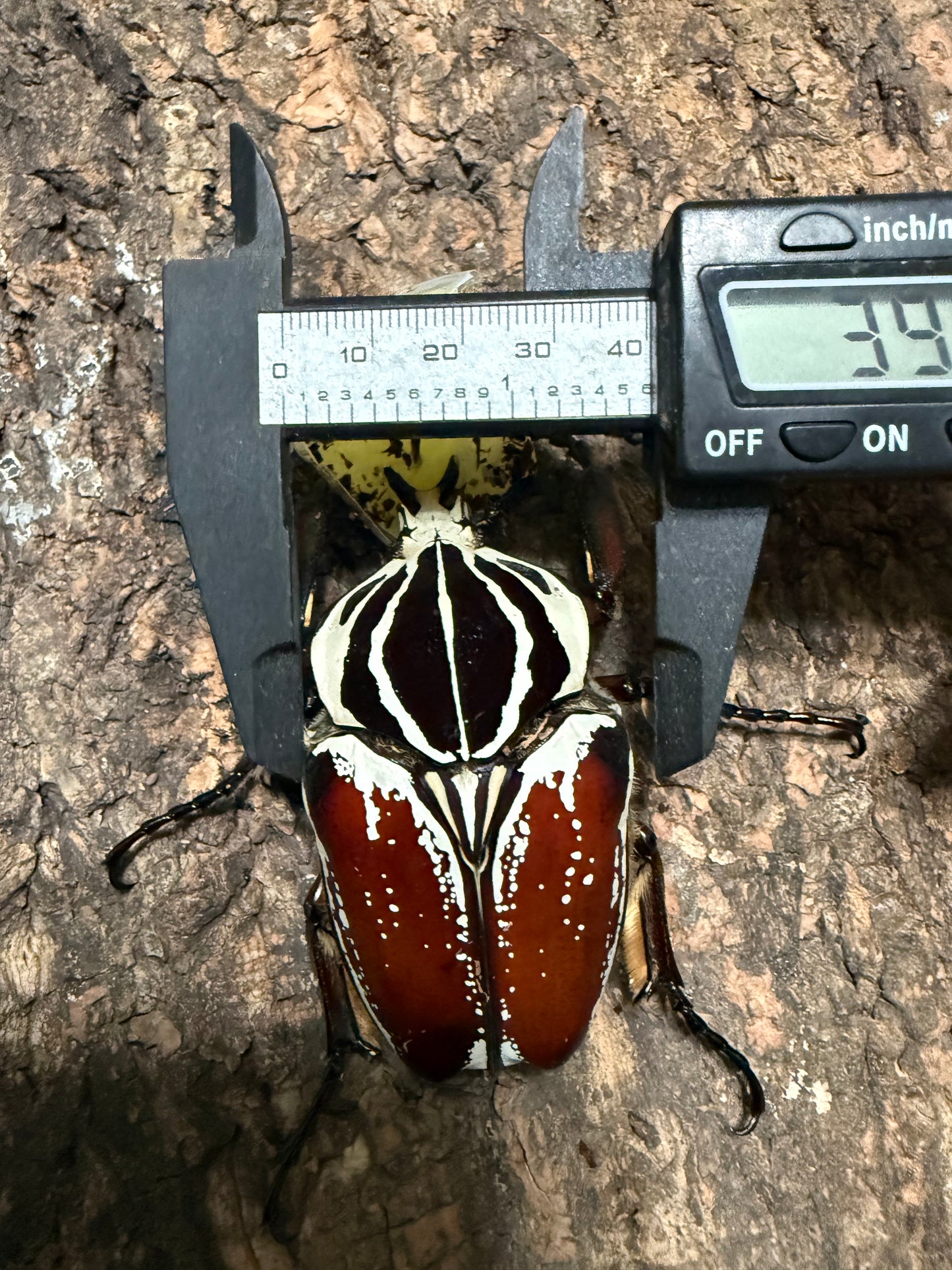 77mm Goliathus Goliatus Adult Male