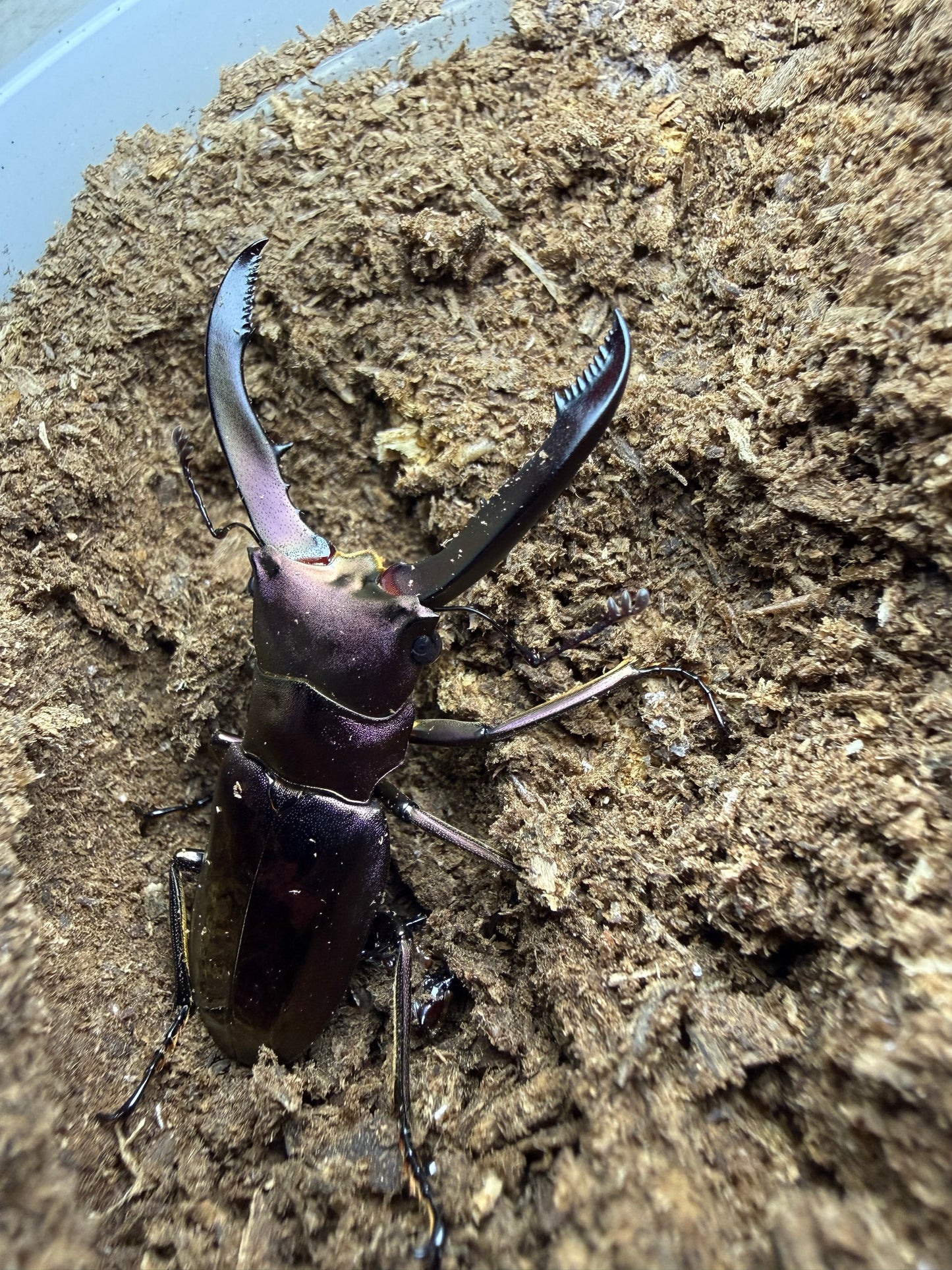 Cyclommatus Metallifer Finae Male