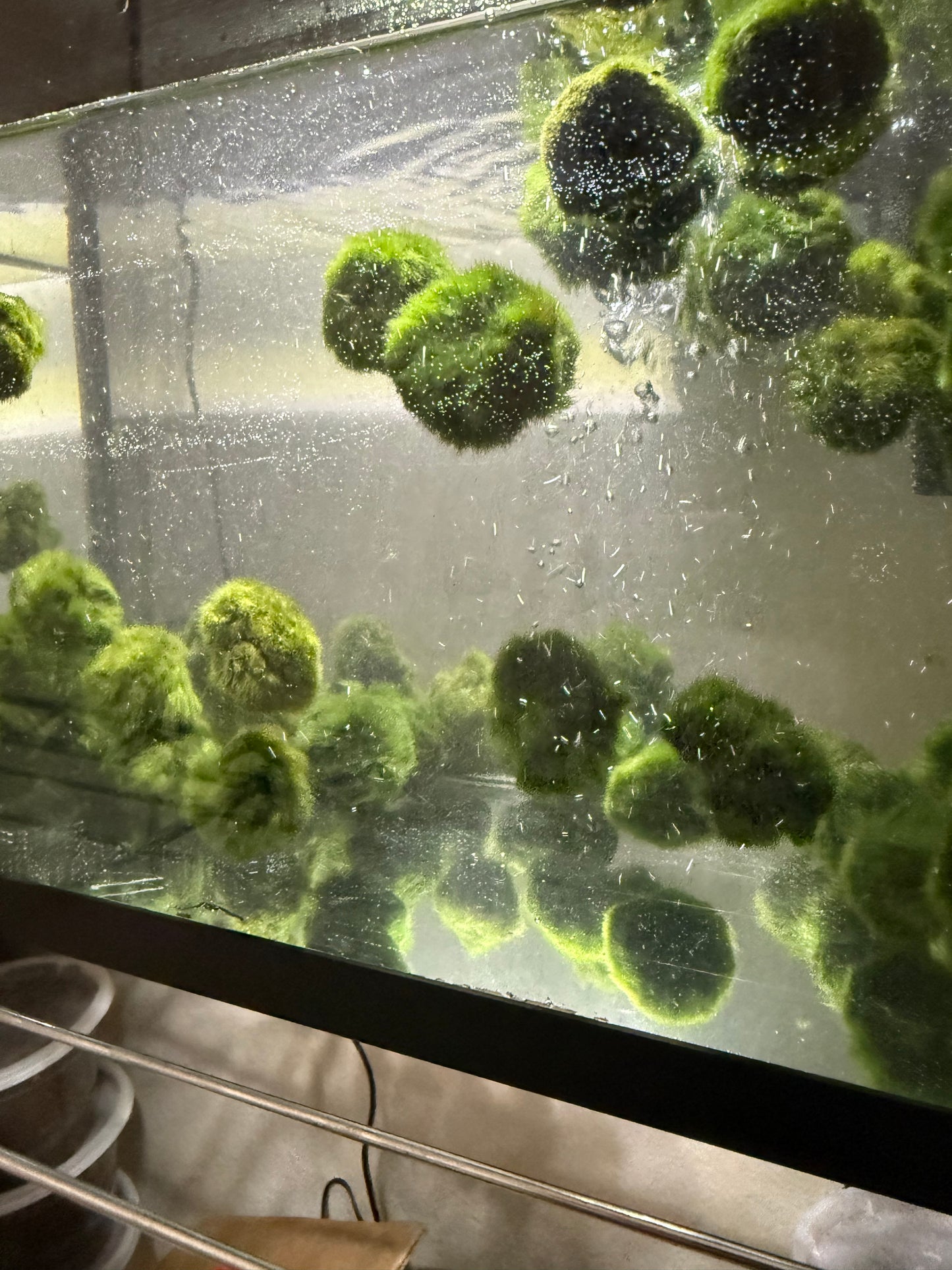 3x AQUARIUM MARIMO MOSS BALLS 1.25-1.75inch DIAMETER FREE SHIPPING