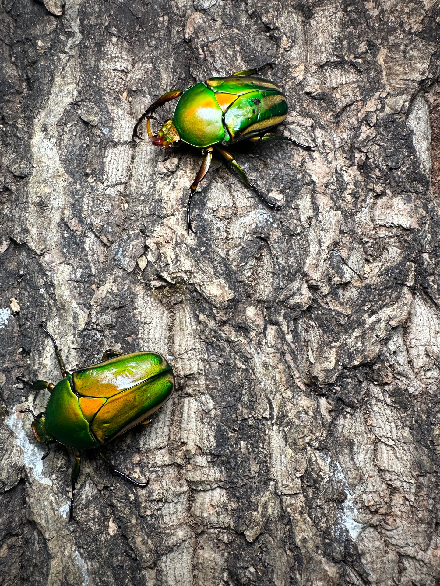 Eudicella schultzeorum pseudowoermanni Adult Pair