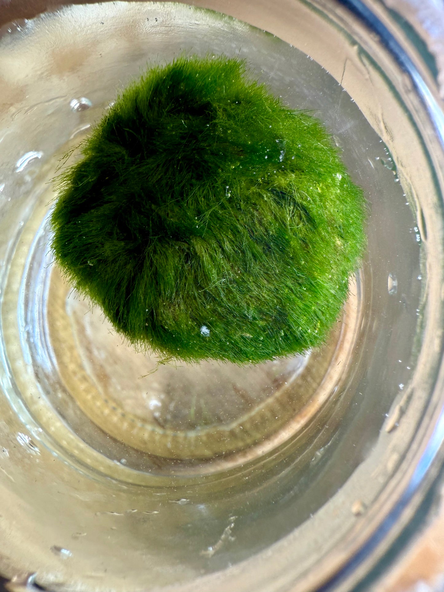 3x AQUARIUM MARIMO MOSS BALLS 1.25-1.75inch DIAMETER FREE SHIPPING