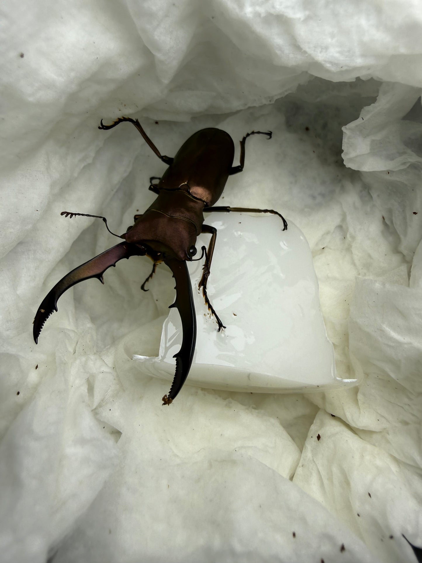 Quick Sale #8 Cyclommatus Metallifer Finae Adult Male