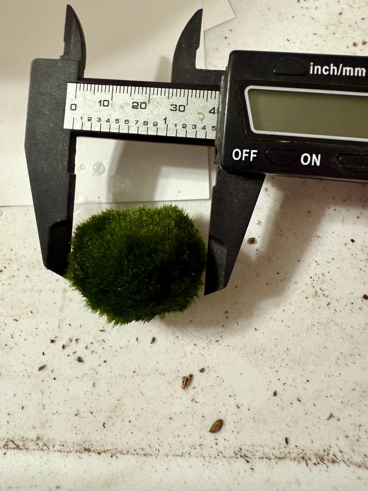 3x AQUARIUM MARIMO MOSS BALLS 1.25-1.75inch DIAMETER FREE SHIPPING