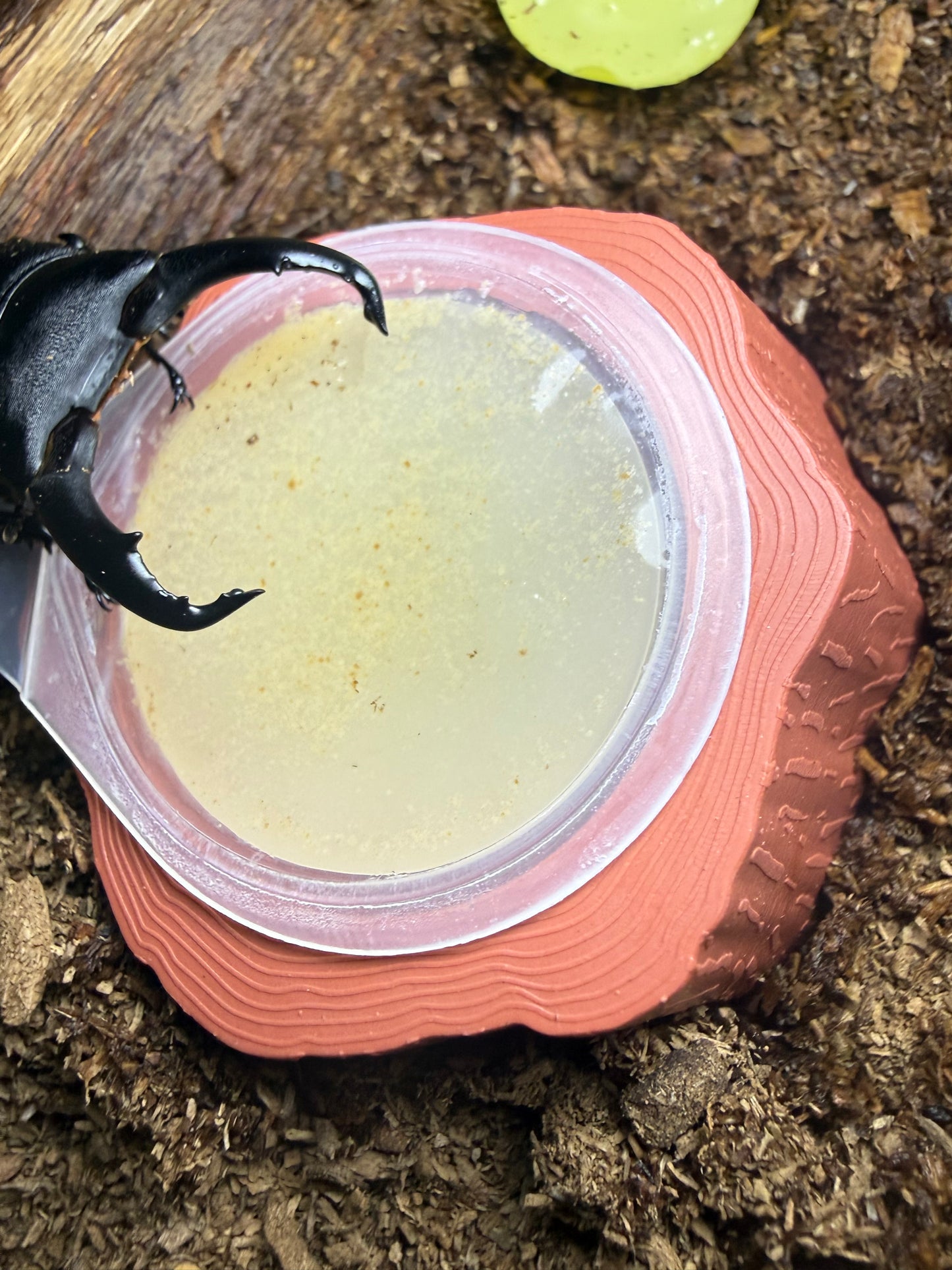 Beetle Jelly Holder Tree Stump Style