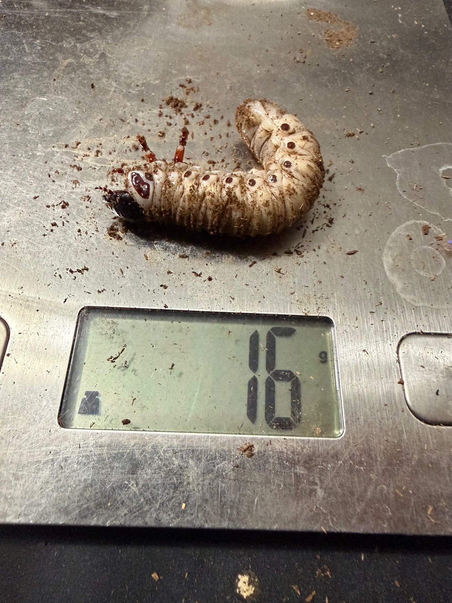 Goliathus Regius L3 #2