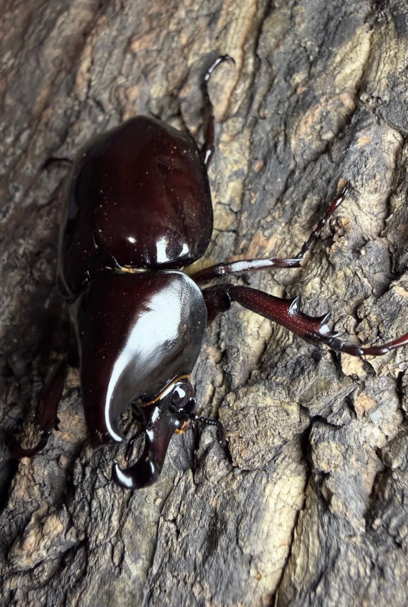 Xylotrupes pachycera