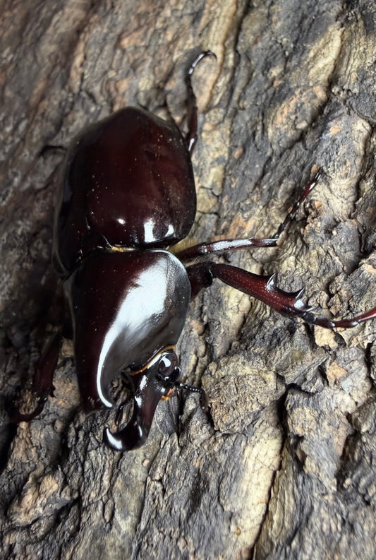 Xylotrupes pachycera