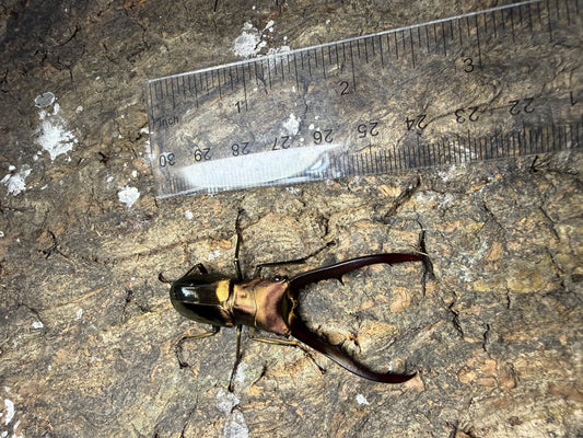 Cyclommatus Metallifer Finae pair #10