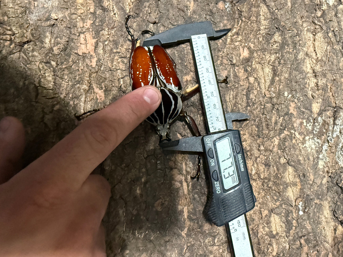 77mm Goliathus Goliatus Adult Male