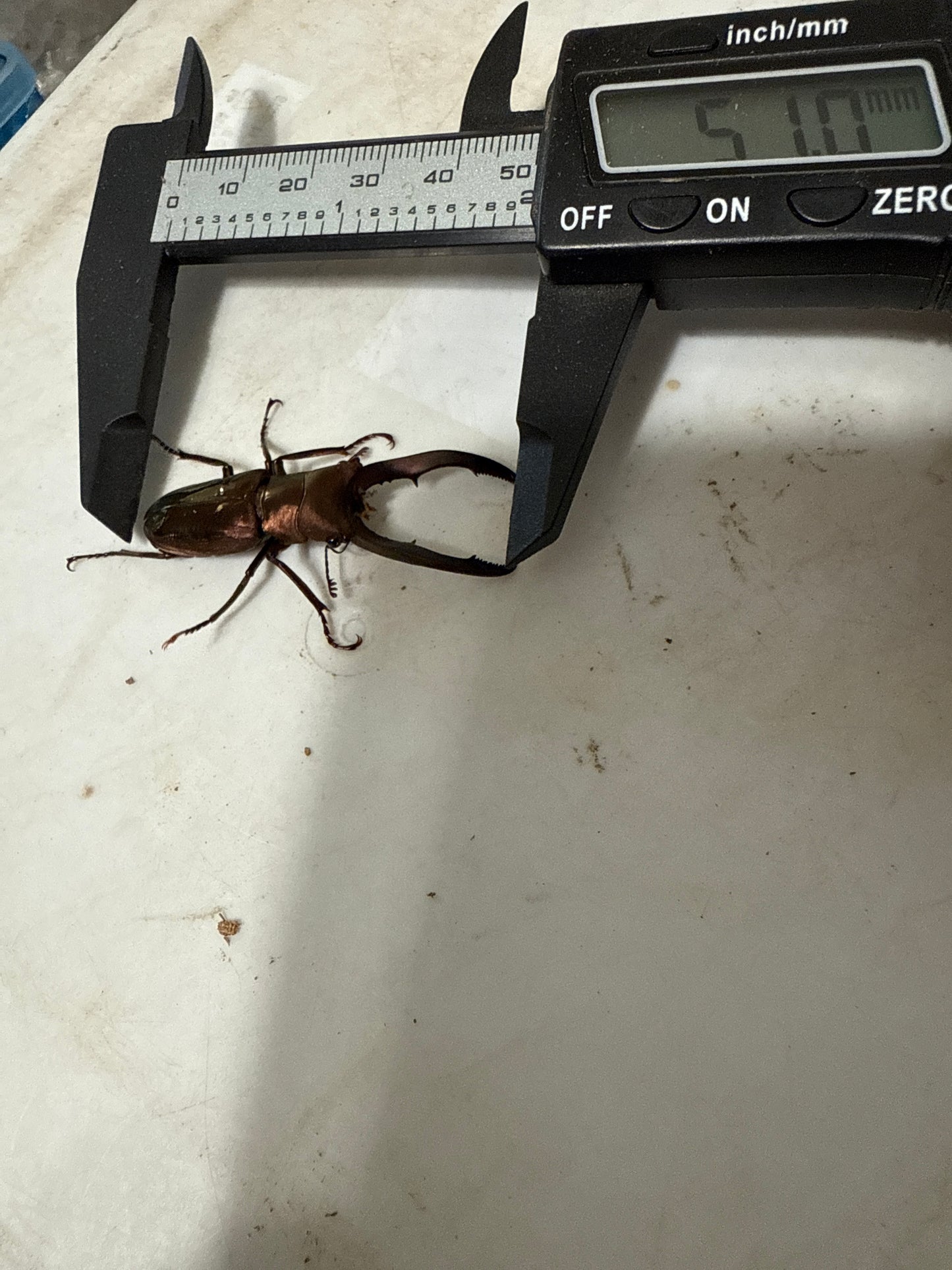 Cyclommatus Metallifer Finae ADULT MALE #2