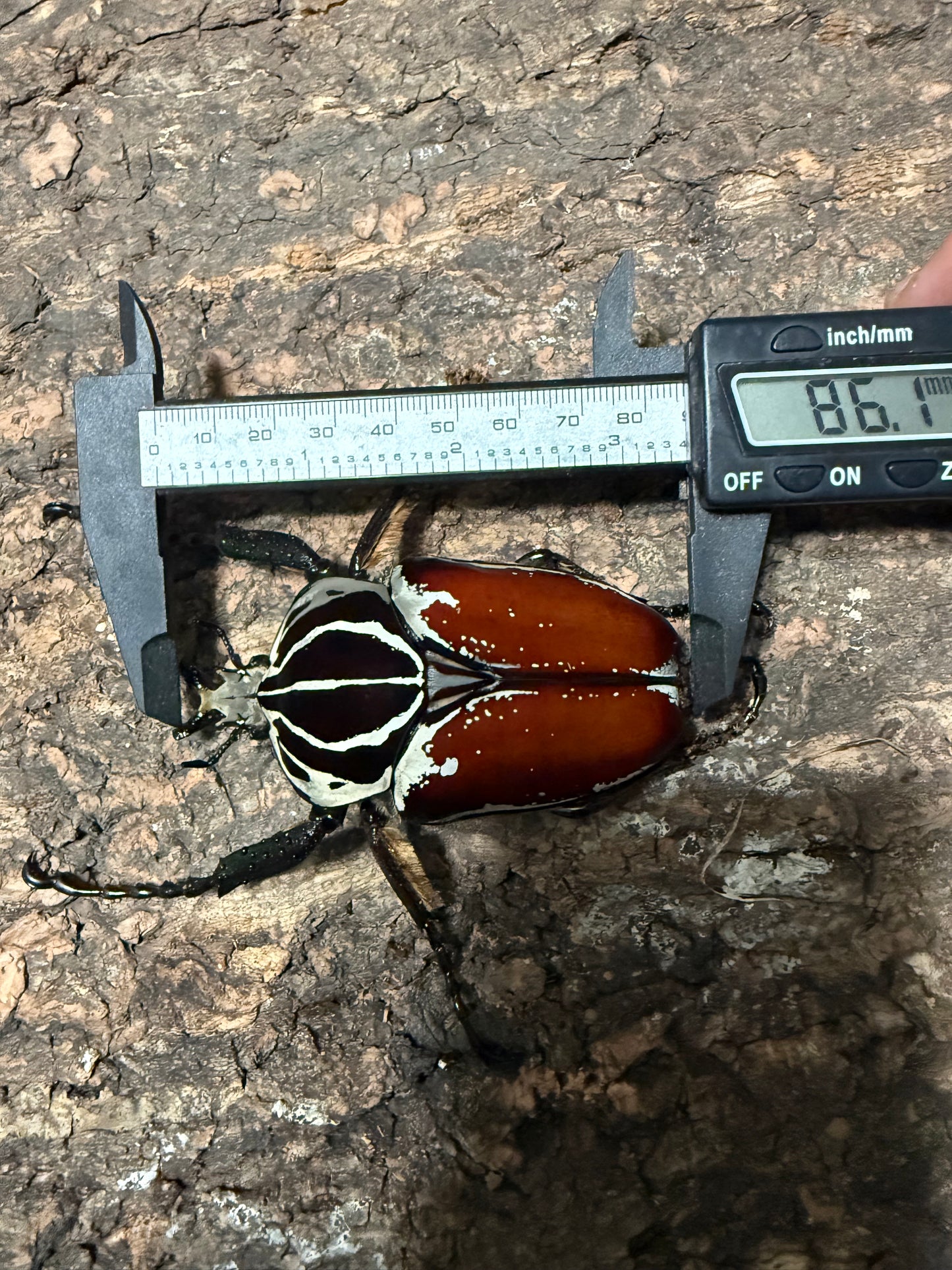 86mm Goliathus Goliatus Adult Male