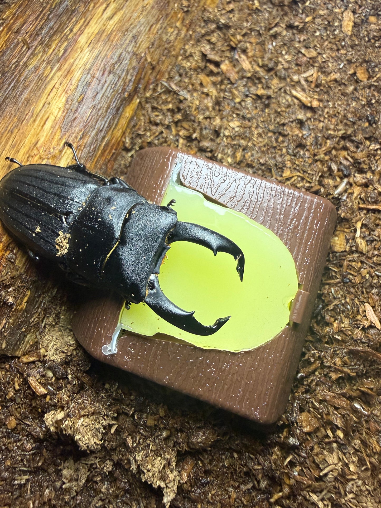 Beetle Jelly Holder (Must have jelly splitter to cut in half)