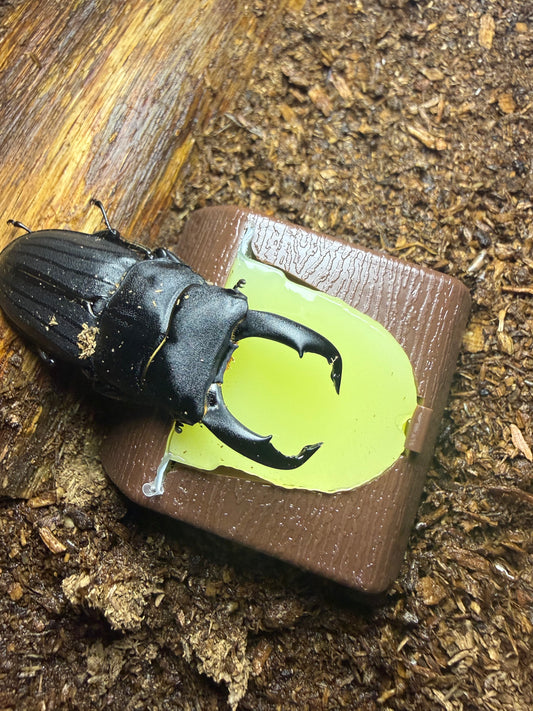 Beetle Jelly Holder (Must have jelly splitter to cut in half)