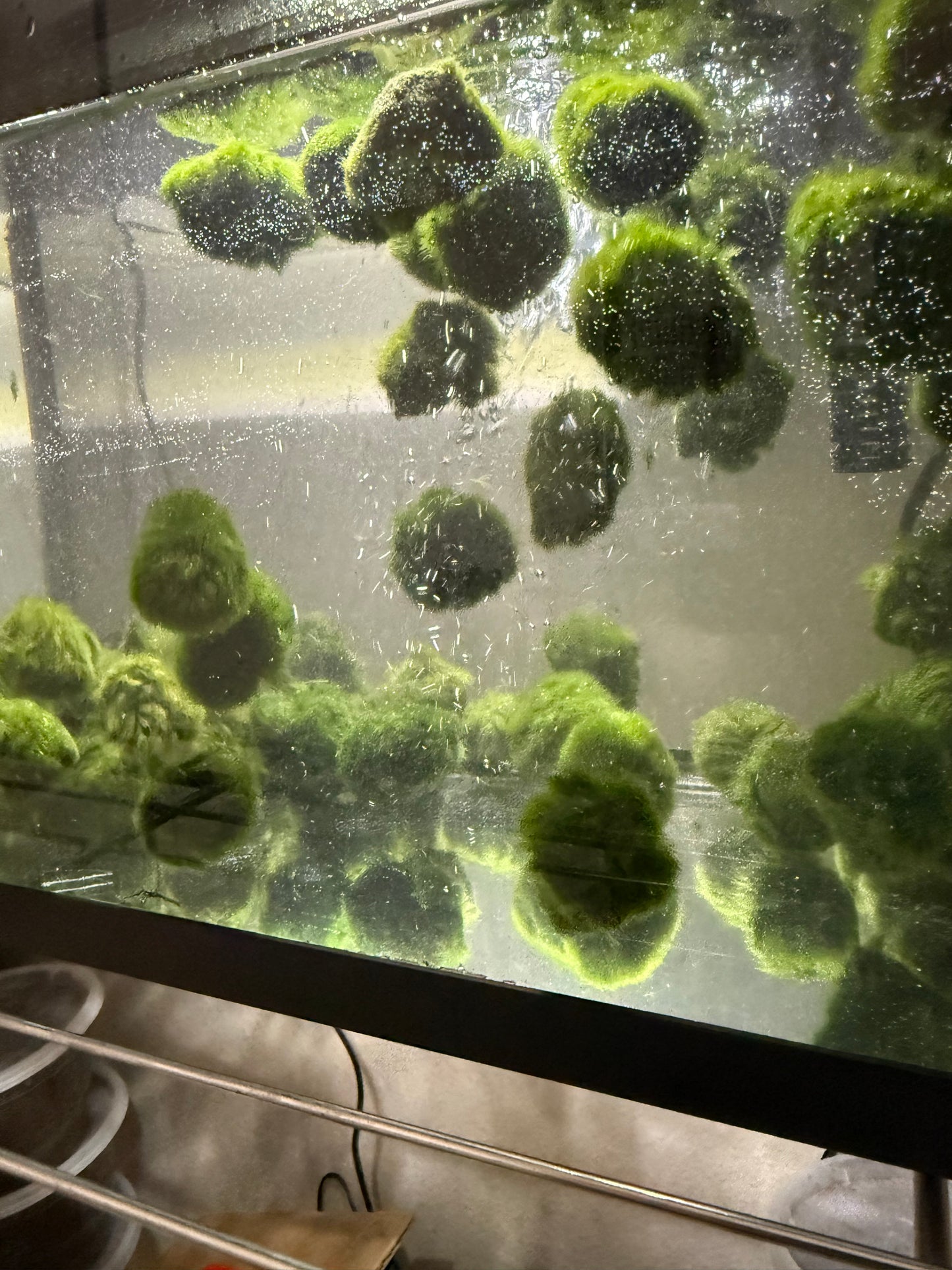 3x AQUARIUM MARIMO MOSS BALLS 1.25-1.75inch DIAMETER FREE SHIPPING