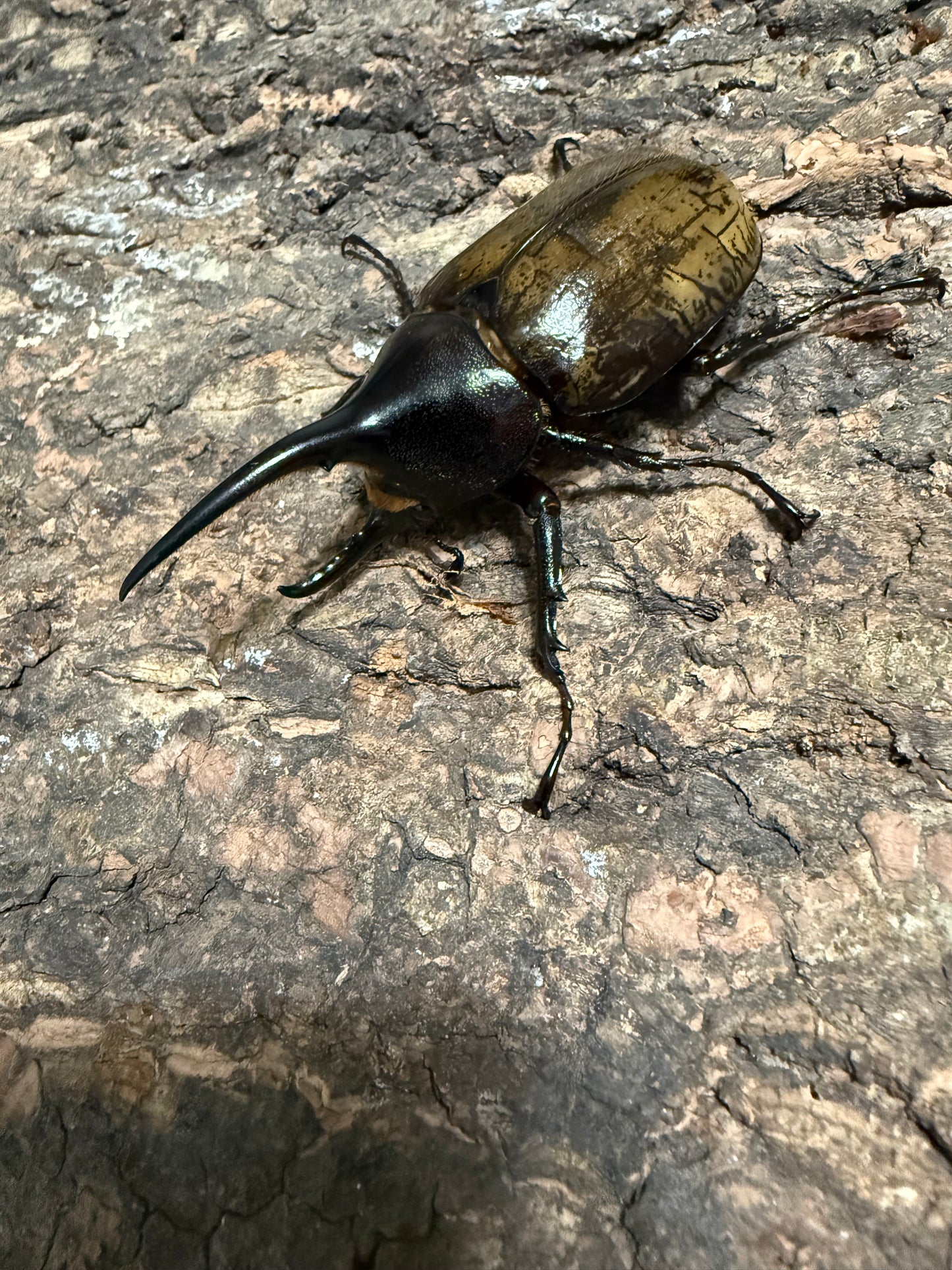 Dynastes Hercules Hercules Adult Male