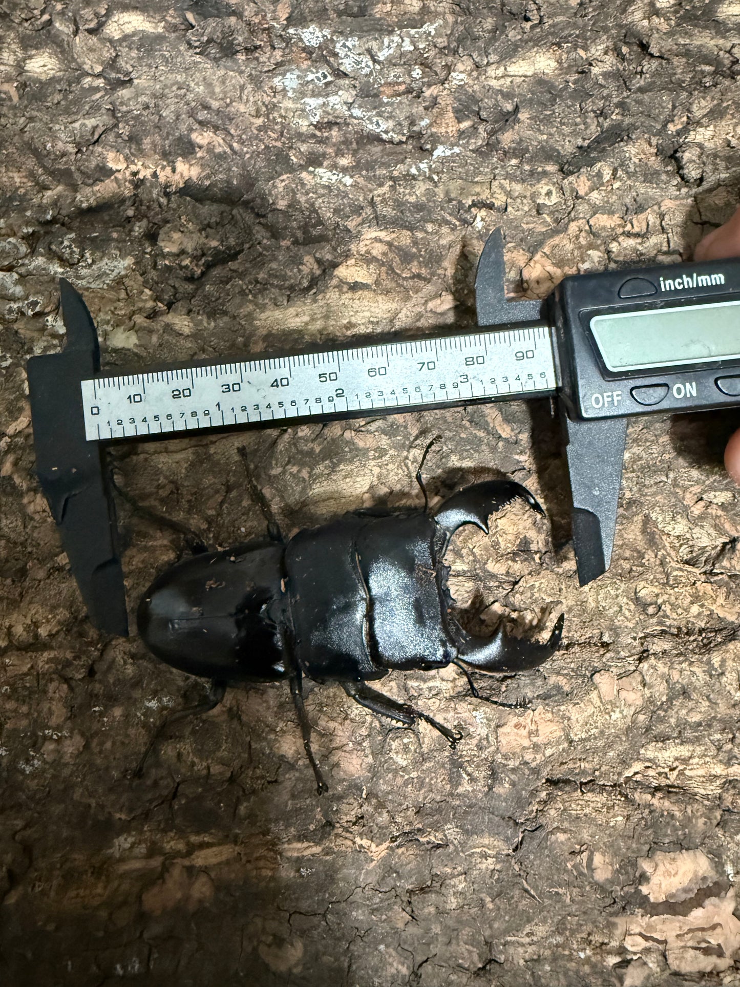 Dorcus titanus yasuokai Adult Male