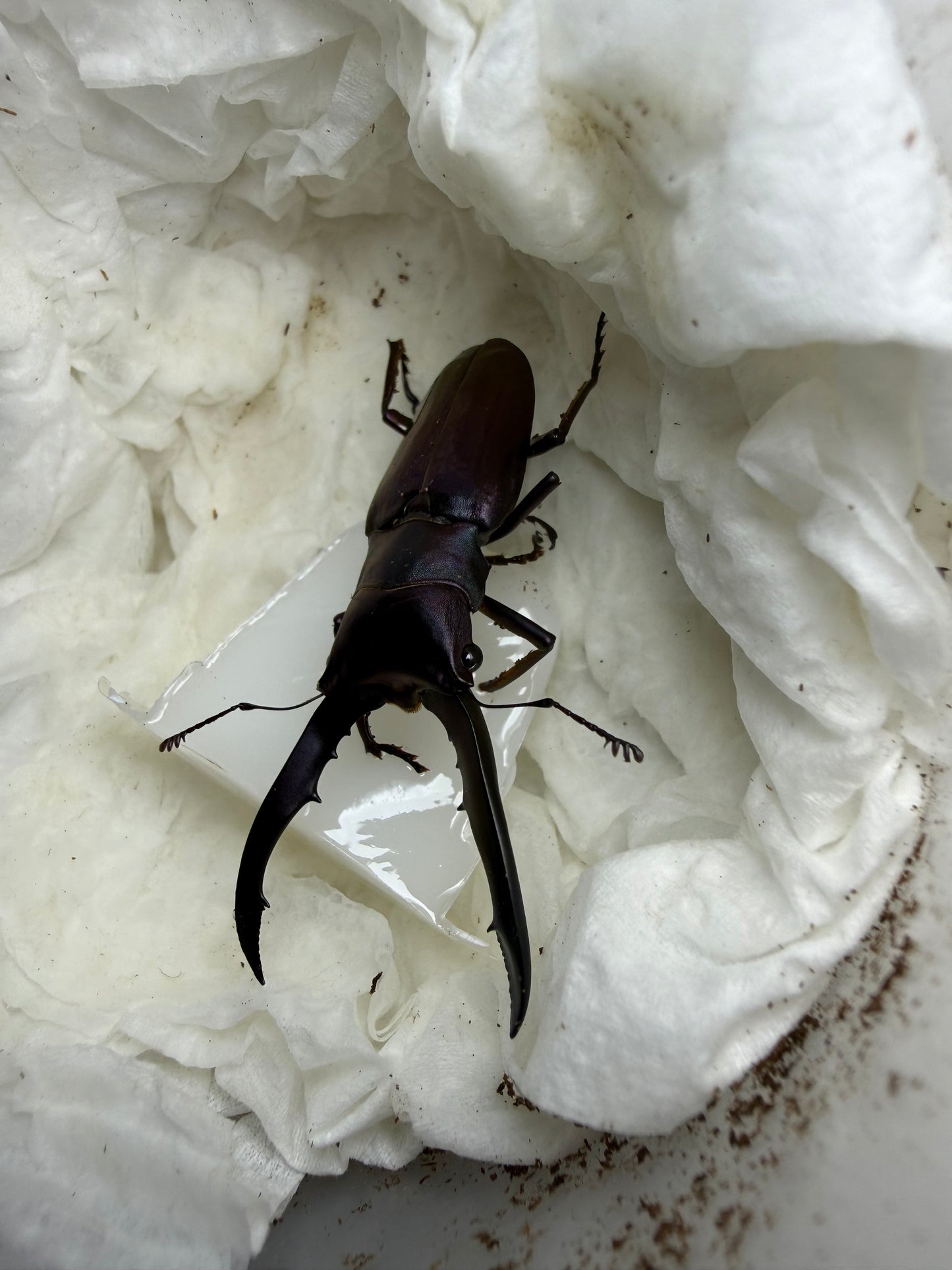 Quick Sale #3 Cyclommatus Metallifer Finae Adult Male