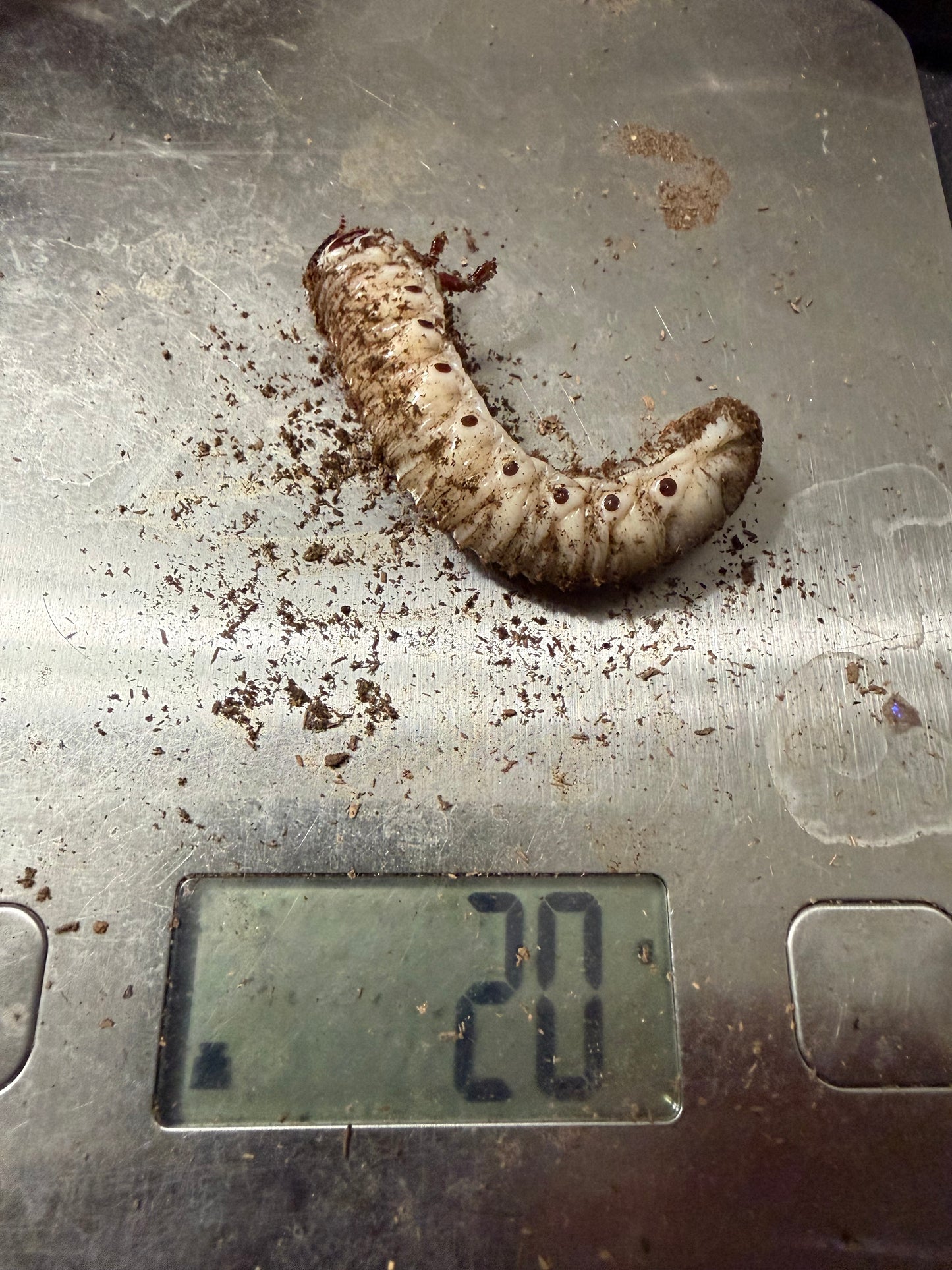 Goliathus Regius L3 #5