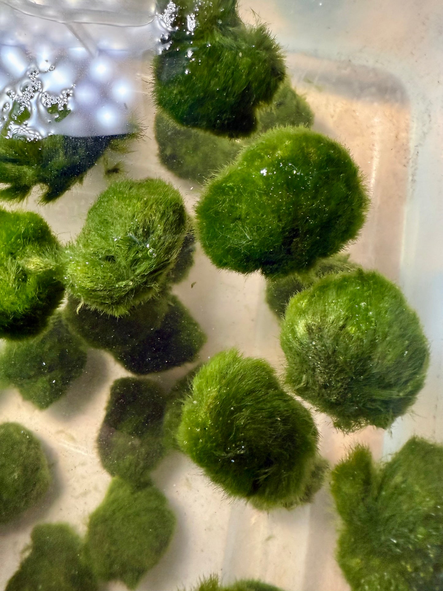 3x AQUARIUM MARIMO MOSS BALLS 1.25-1.75inch DIAMETER FREE SHIPPING
