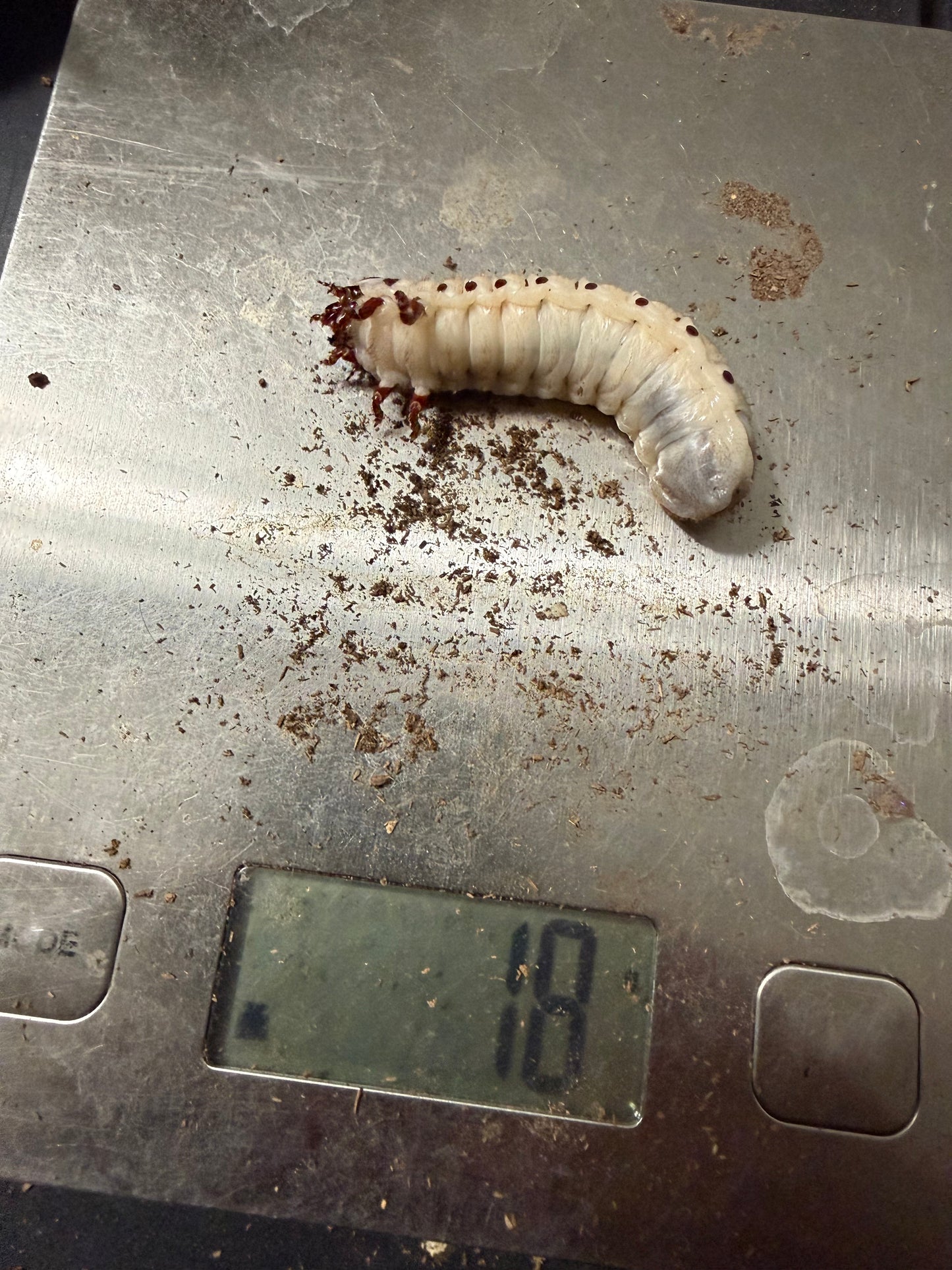 Goliathus Regius L3 #6