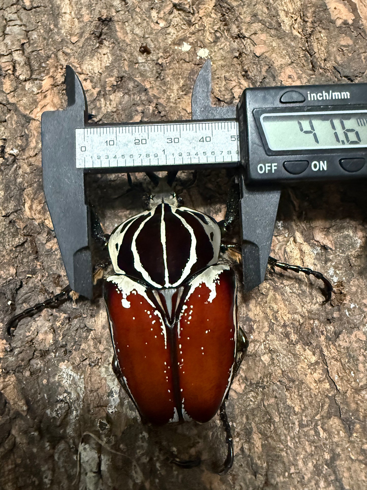 86mm Goliathus Goliatus Adult Male