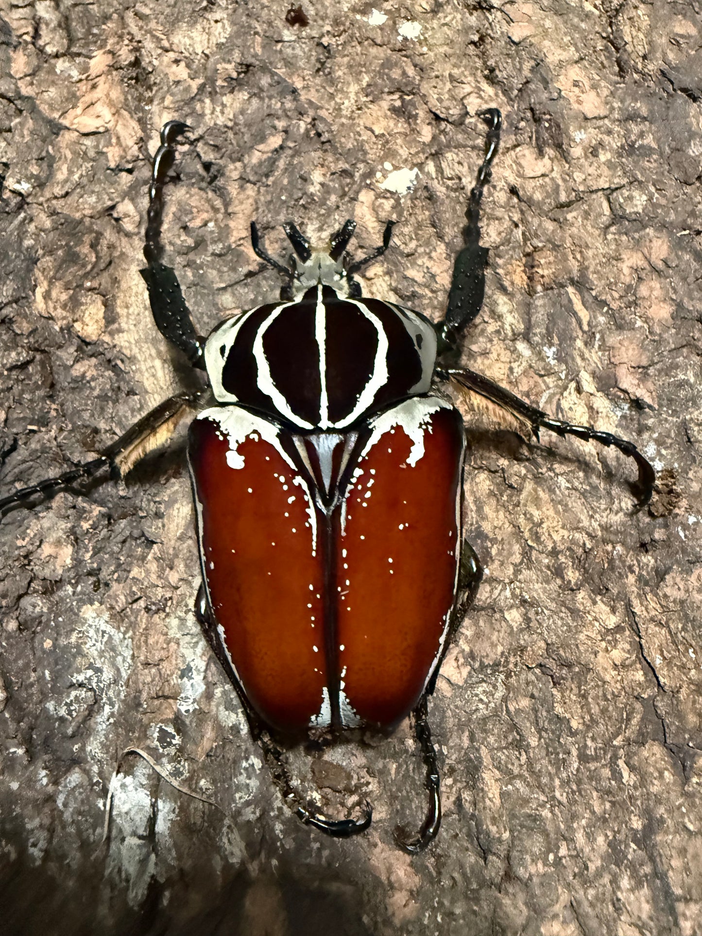 86mm Goliathus Goliatus Adult Male