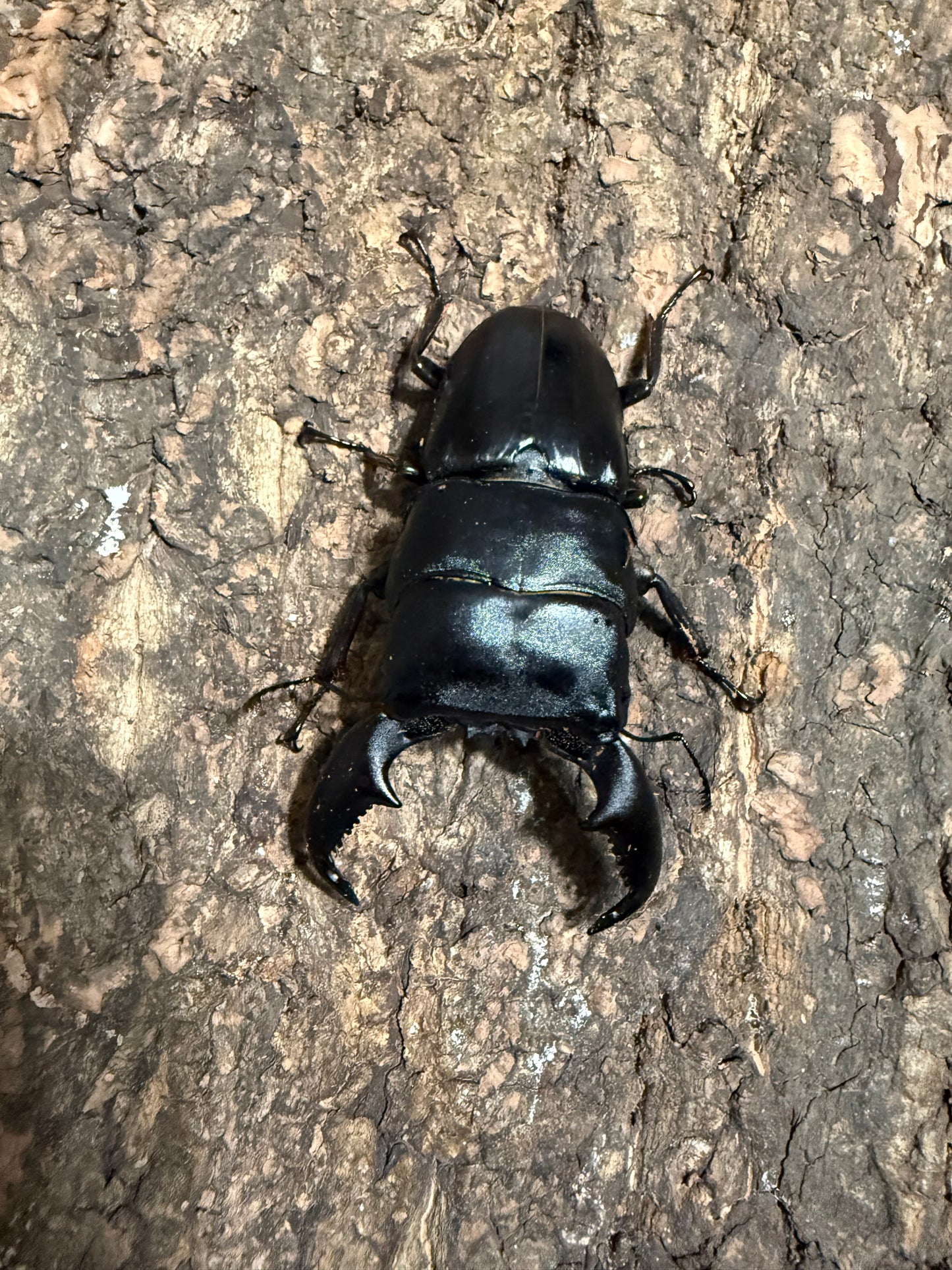 Dorcus titanus yasuokai Adult Male