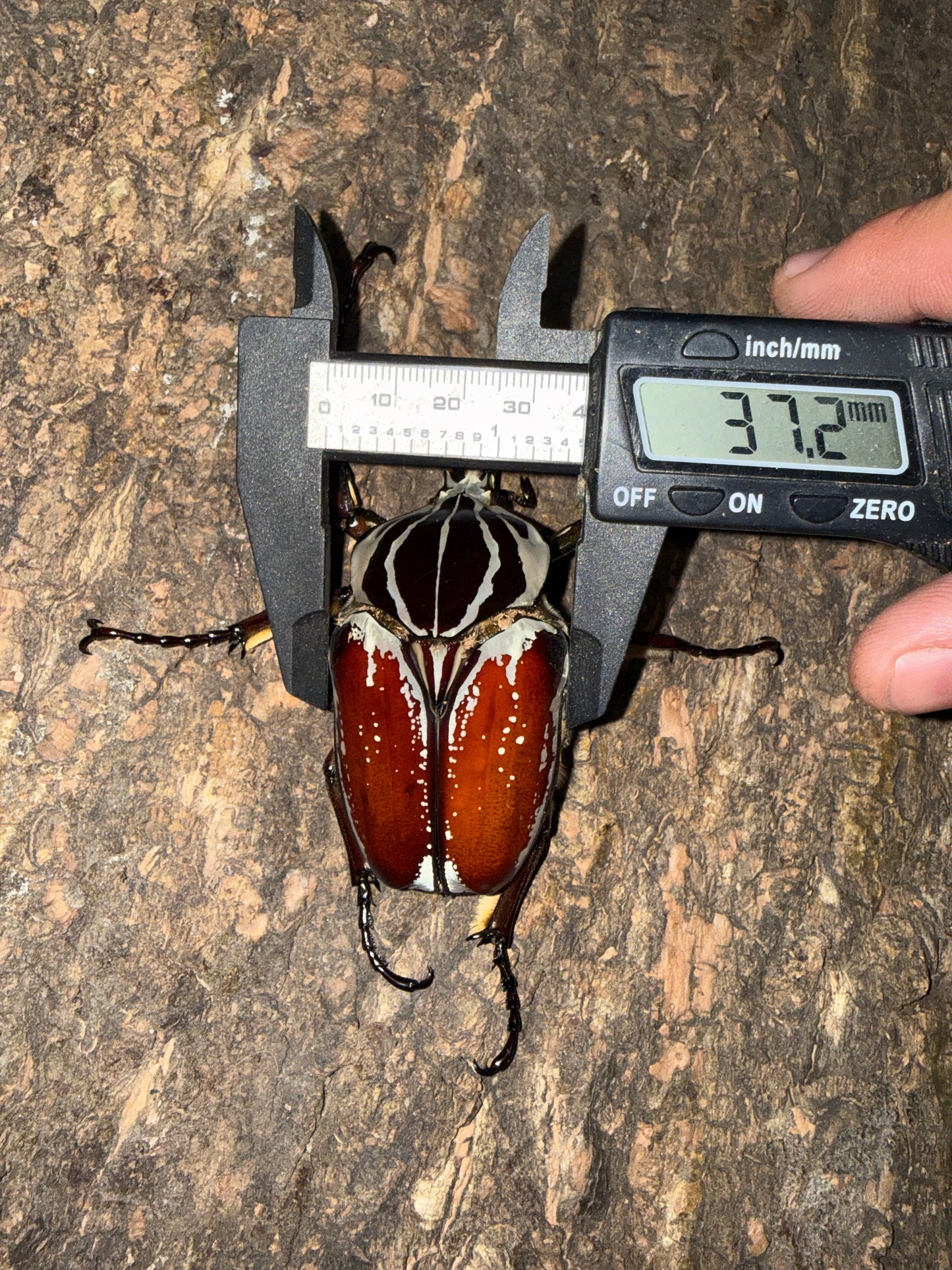 77mm Goliathus Goliatus Adult Male