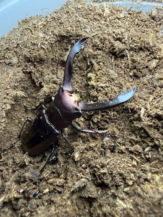 Cyclommatus Metallifer Finae Male