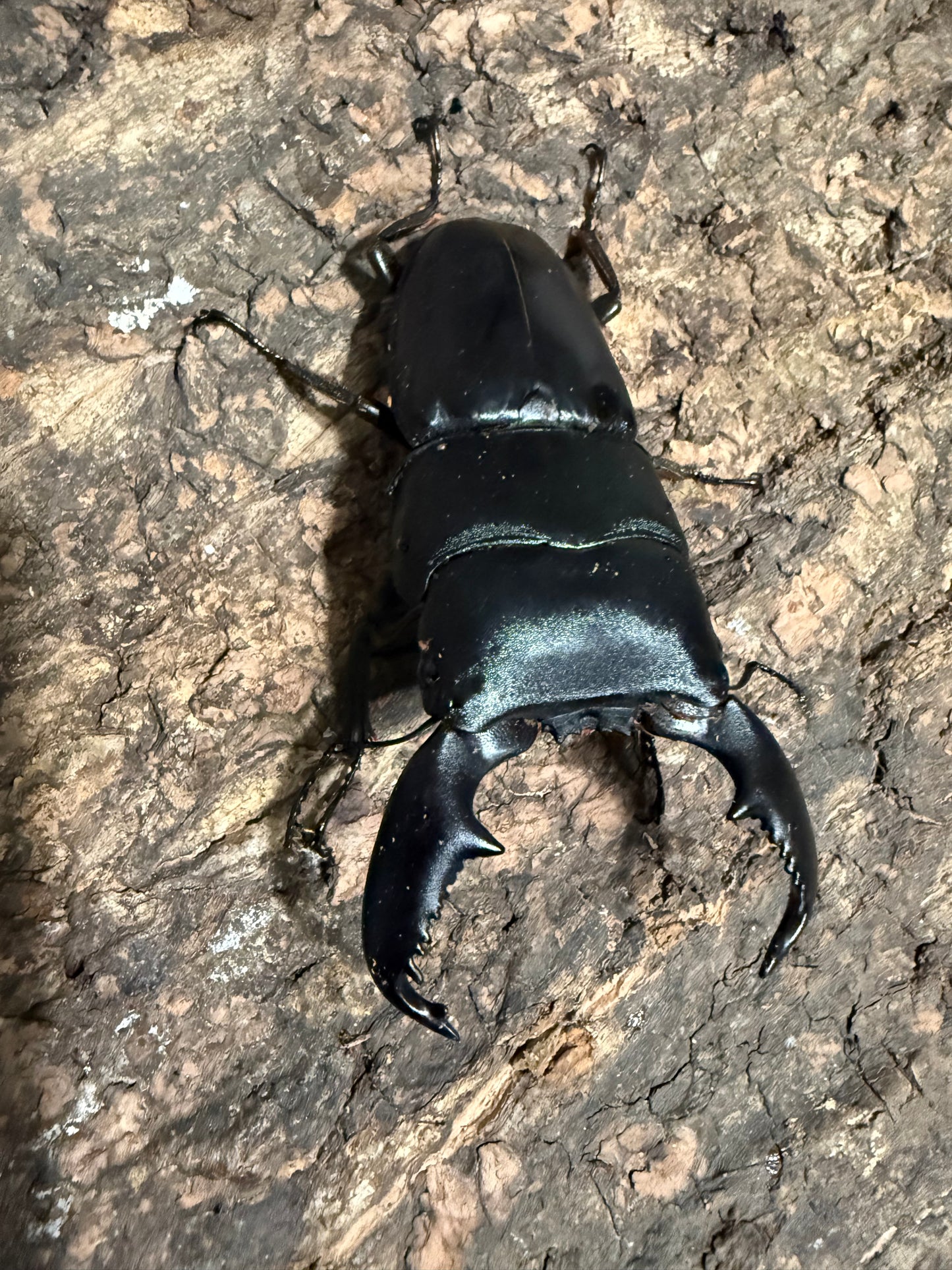 Dorcus titanus yasuokai Adult Male